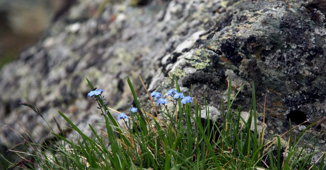 Steinblume