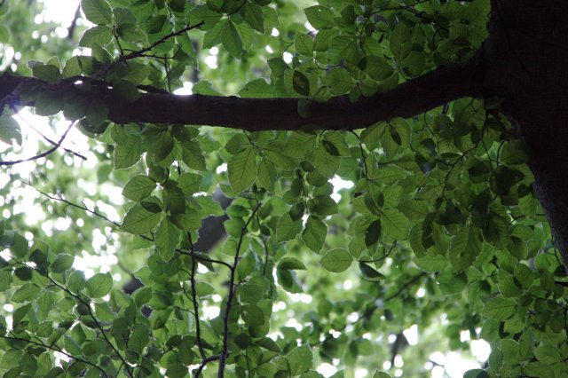 Unter dem Baum