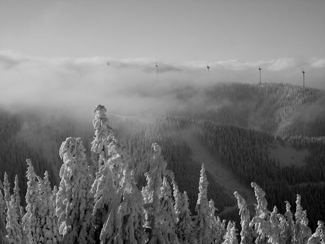 Nebel im Winter