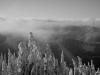 Nebel im Winter